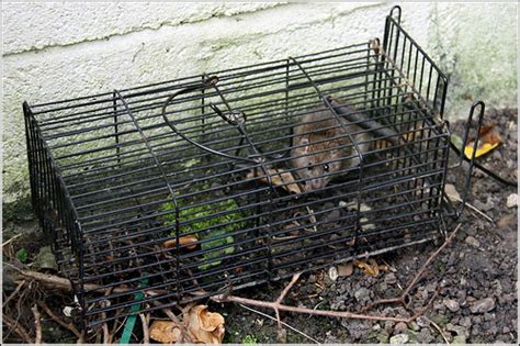 Everything You Need to Know About Possum Traps | How to Get Rid of Possums