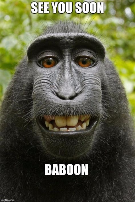 Baboon Memes