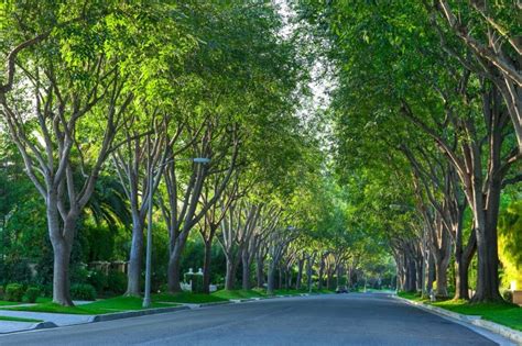 California's urban trees offer $1 billion in benefits - UPI.com