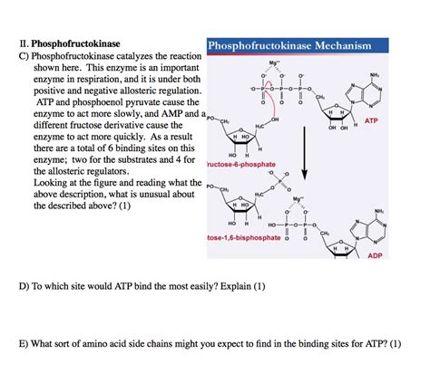 Solved II. Phosphofructokinase C) Phosphofructokinase | Chegg.com