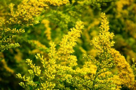 Goldenrod Flowers Plant Yellow - Free photo on Pixabay - Pixabay