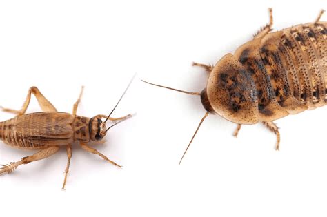 Crickets Vs Cockroaches: Top 5 Unique Differences - The Cockroach Guide