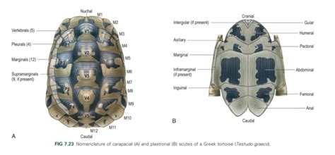 Turtle Anatomy and Physiology – Turtle Ally Certification Program