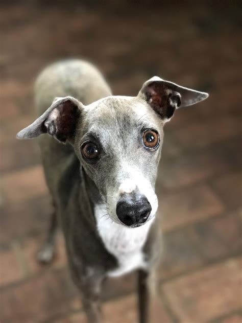 My adorable Italian Greyhound, Gino! : r/ItalianGreyhounds