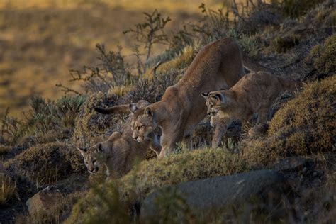 Wildlife of Patagonia | Chile & Argentina - hoptraveler