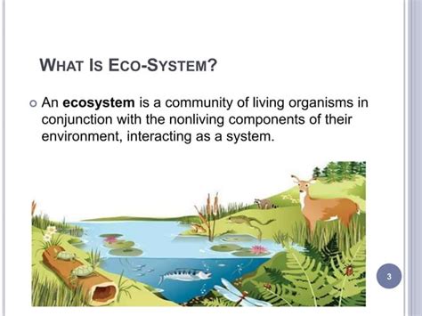 Grassland Ecosystem