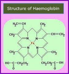 Structure and Function of Hemoglobin in animals