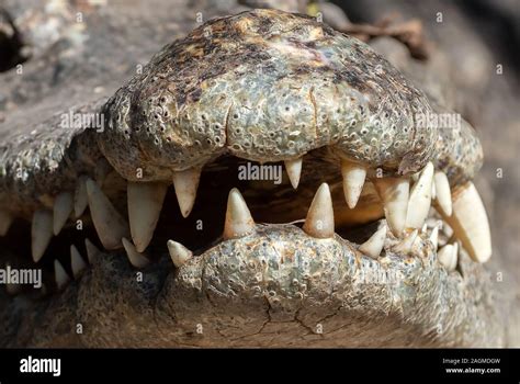 Closeup Crocodile Teeth in The Mouth Isolated on Background Stock Photo ...