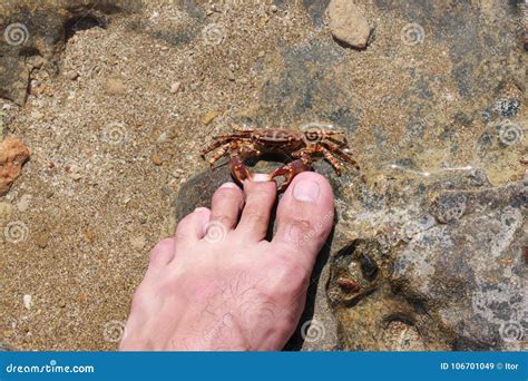 Attack of a Crab on the Person Stock Image - Image of grasps, tropical: 106701049