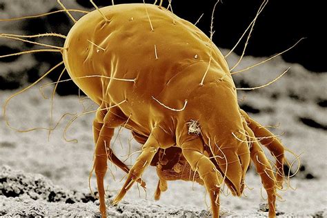 Do Dust Mites Live On The Floor at Sarah Marino blog