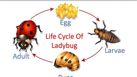 Life Cycles Ladybug Label The Picture Fun Kindergarte - vrogue.co