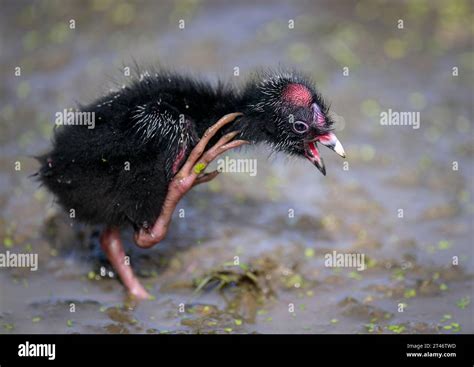 Baby Pukeko bird scratching itself. Auckland Stock Photo - Alamy