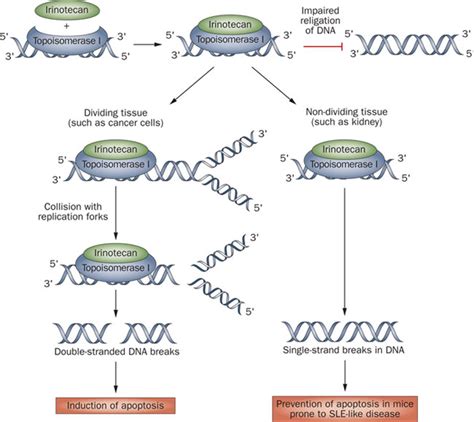 Cellular effects of topoisomerase I inhibitors in dividing and ...