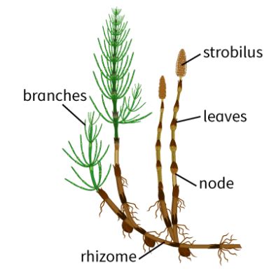 Solved Horsetails are non-flowering vascular plants. During | Chegg.com