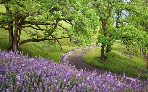 Download Tree Flower National Park California Lupine Nature Path HD ...