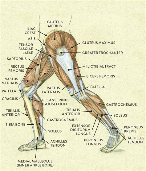 Lateral view of a pair of legs