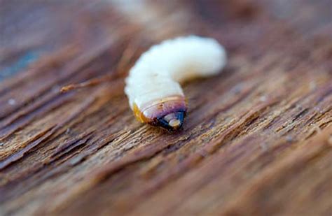 How to Get Rid of Wood Boring Beetles | Wood Bug Treatment | DoMyOwn.com