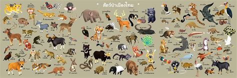 Animals of Thailand :: Behance