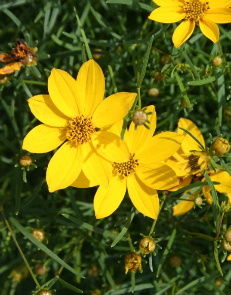 Coreopsis verticillata ‘Zagreb’ - Moon Nurseries