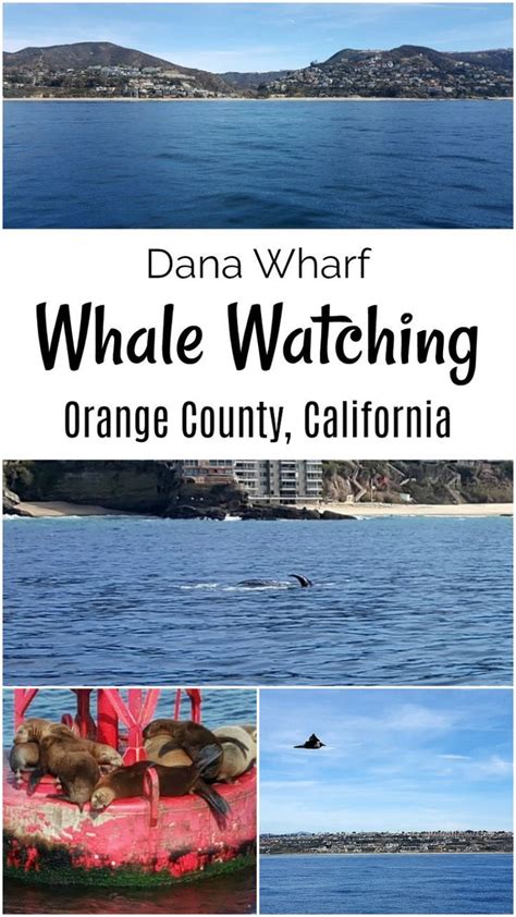 California OC Whale Watching Dana Wharf Orange County Dana Point | California travel road trips ...