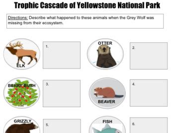 Wolves of Yellowstone Trophic Cascade by Periodically Nerdy | TpT