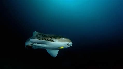 Leopard Sharks In Phuket · Local Dive Thailand