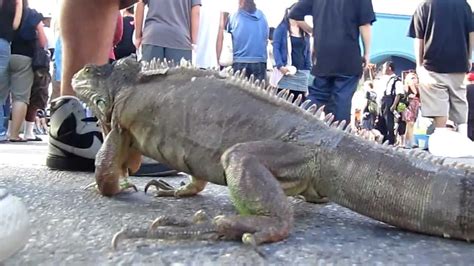 GIANT IGUANA AT VENICE BEACH CALIFORNIA SEPT 18, 2011 - YouTube