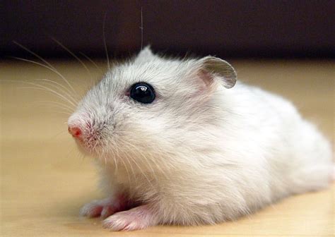 Russian Dwarf Hamster Facts & Care - Campbell Hamsters