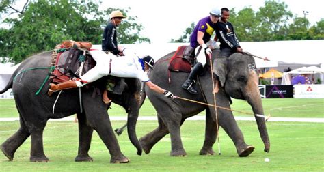 Elephant Polo – Balls.com – Index of Balls used in Sporting Games and Events