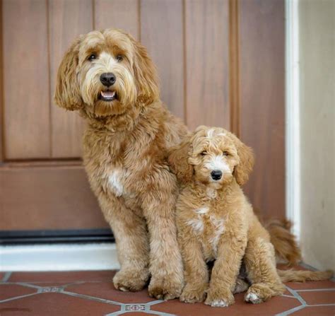 Labradoodle Grooming Guide | Spring Creek Labradoodles