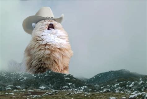 Cat Mountains Memes - Imgflip