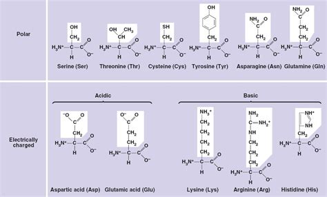 amino_acids-polar.html 05_17bPolarAminoAcids.jpg