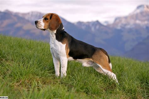 Présentation du beagle : comment bien s’en occuper