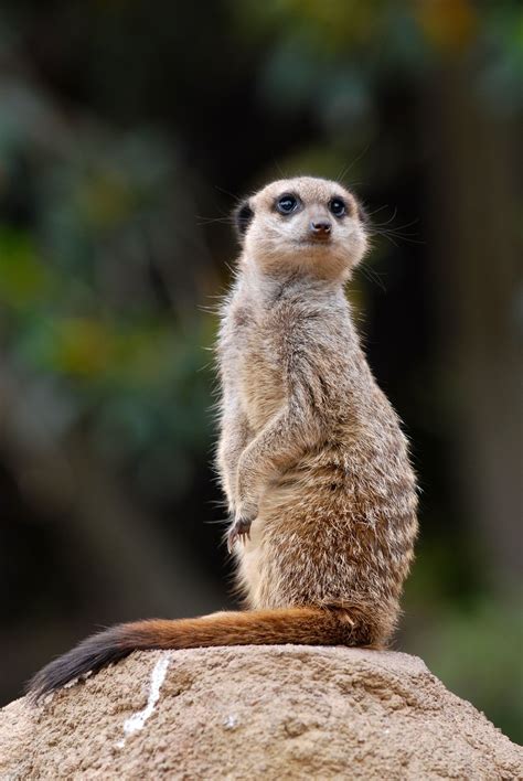 Free photo: Wild Meerkat - Animal, Jungle, Macro - Free Download - Jooinn