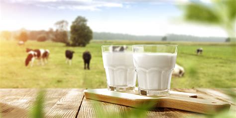 What does grass fed milk really mean? - Nurture Central