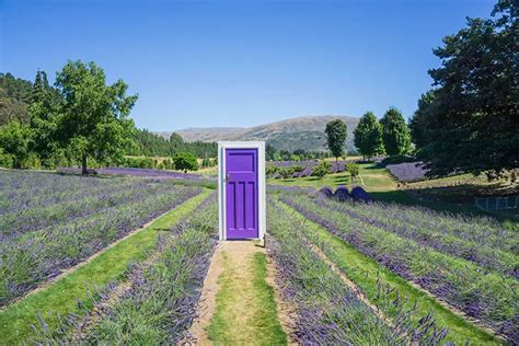 Wānaka Lavender Farm - See the South Island NZ Travel Blog