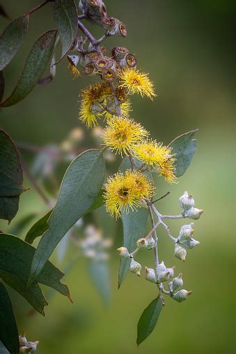 Yellow Flowering Gum Tree Stock Photo - Download Image Now - Australia, Beauty, Blossom - iStock