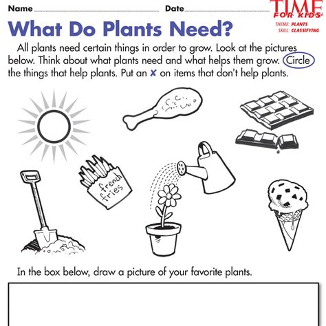 About Plants Worksheets