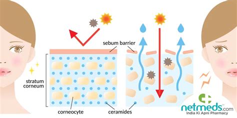 Ceramides: Discover The Surprising Beauty Benefits Of This Fatty Acid