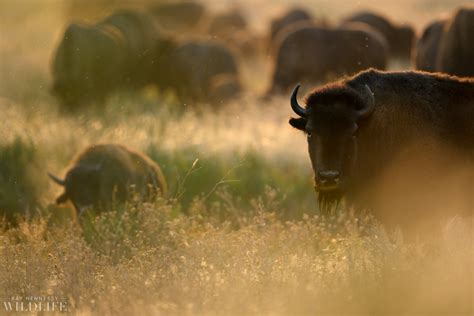 American Bison Herd — Ray Hennessy Wildlife