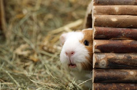 What to Know Before Getting a Pet Guinea Pig