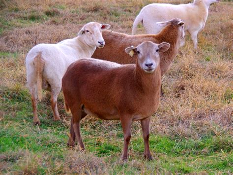 Katahdin Sheep, Local Farm, Down On The Farm, Country Scenes, The Old Days, Livestock, Farm ...