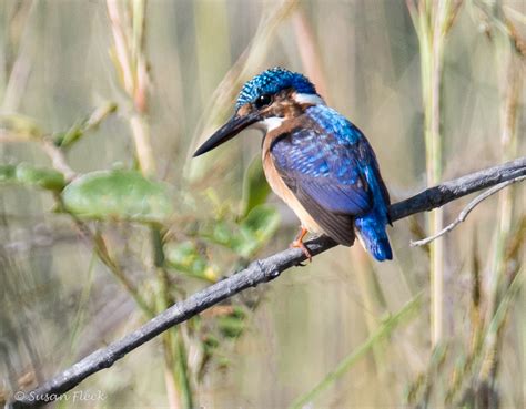 Malachite Kingfisher