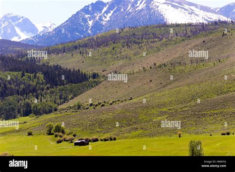 Rocky mountain meadow flowers hi-res stock photography and images - Alamy