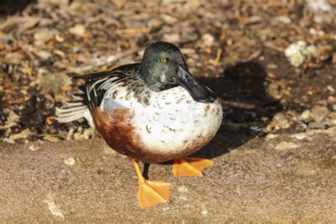 Male Northern shoveler stock image. Image of gray, isolated - 132966651