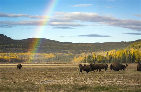 Yukon Wildlife Glennallen Alaska - cubandancing