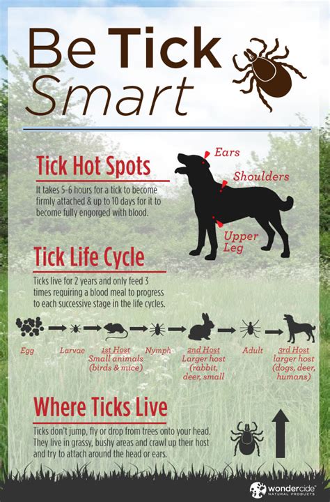 Zoo Internships: Natural Flea And Tick Prevention