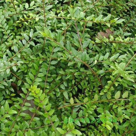 Lonicera pileata – Future Forests