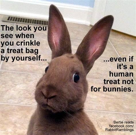 Rabbit Ramblings: Funny Bunny Memes