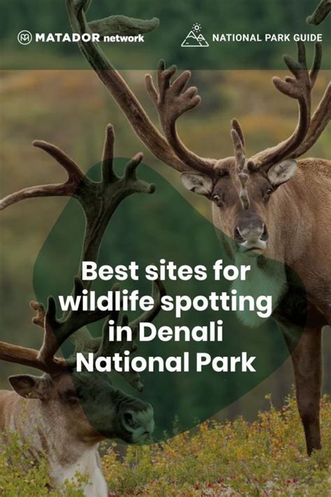 Where to see wildlife in Denali National Park